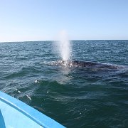 IMG 0001 2 (226)